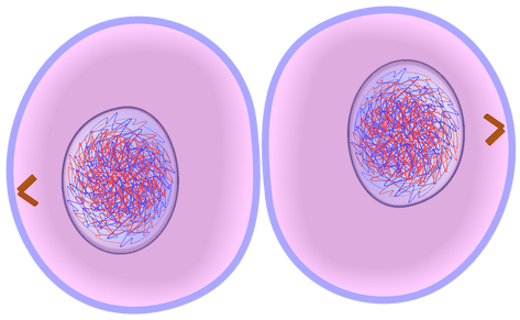 Day 6- Cytokinesis! - The Life of a Cell!